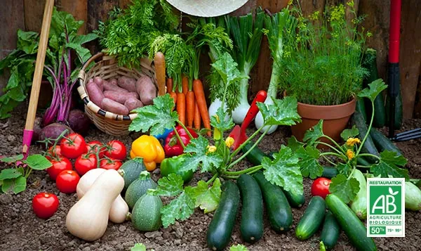 Légumes de saison au potager, avec le label Restauration AB 50 %